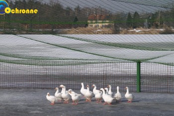 Siatki Koszalin - Zabezpieczenia ptaków hodowlanych dla terenów Koszalina